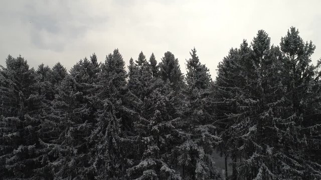 Flug &uuml;ber winterlichen Wald mit schneebedeckten B&auml;umen bei bew&ouml;lktem Himmel