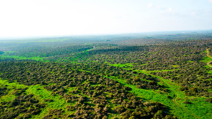 Aerial view of a green landscape in sunny day. Nature background.