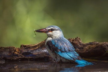 Woodland kingfisher in Mapungubwe National park, South Africa