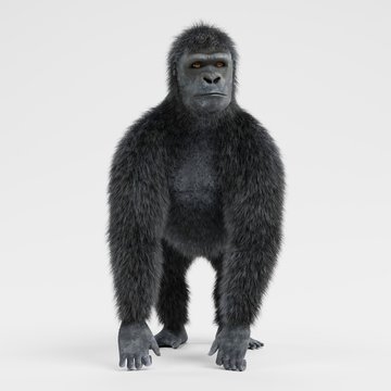 Realistic 3d Render of Gorilla