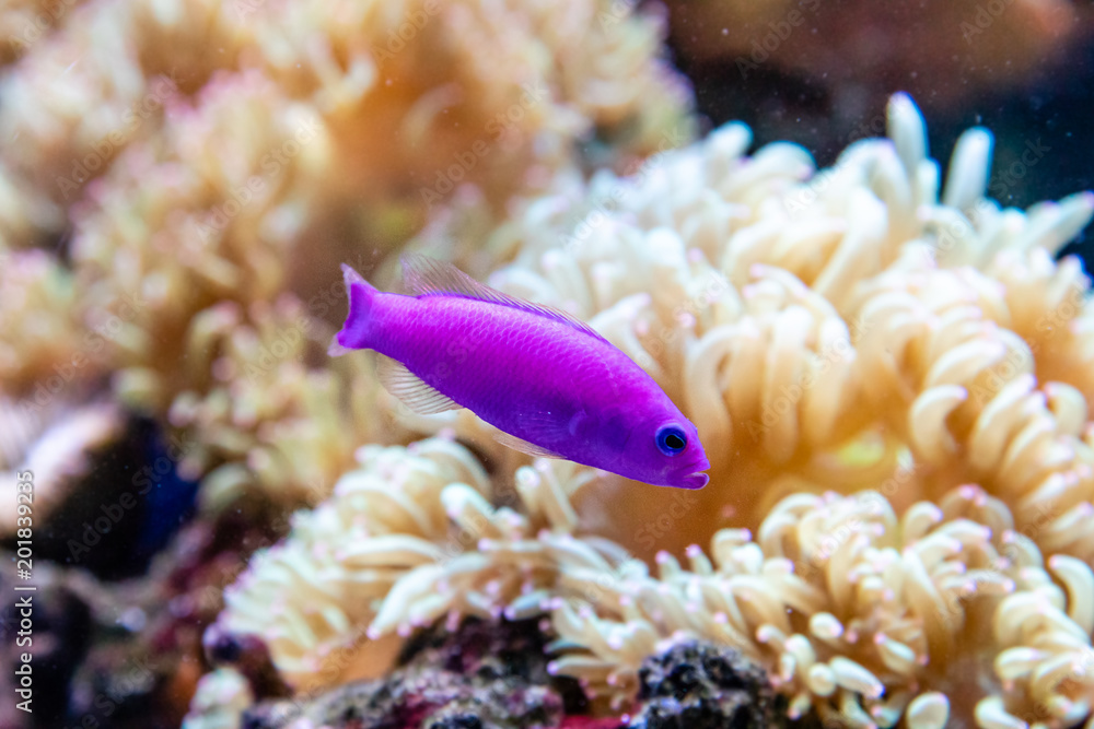 Wall mural small fish Pseudochromis Fridmani