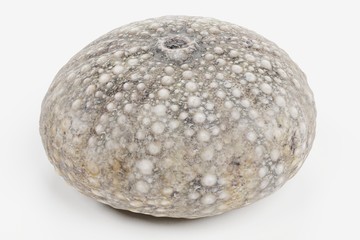 Realistic 3D Render of Sea Urchin