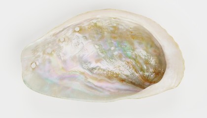 Realistic 3D Render of Shell
