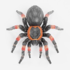 Realistic 3D Render of Tarantula