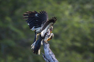 Southern yellow billed hornbill in Mapungubwe National park, South Africa