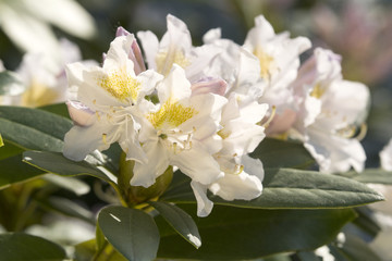 Fototapeta premium Rhododendron