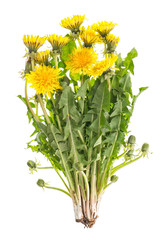 Obraz premium Kwiaty mniszka lekarskiego zielone liście Taraxacum officinale