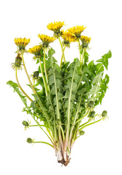Dandelion flowers green leaves isolated white background