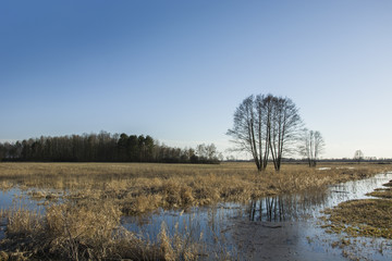 Trees and flooded meadow