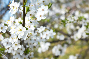Branch of fresh blooming cherry tree. Spring flowers background.