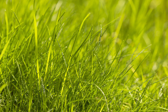 Macro photo of natural fresh growing  green grass background 