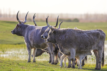 Hungarian Grey cattle cows and calf on meadow
