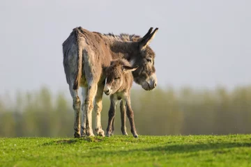 Keuken foto achterwand Ezel Grijze baby-ezel en moeder op de lenteweide