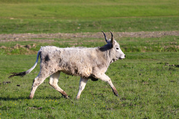 Young Hungarian gray cattle bull