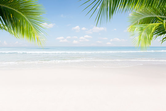 Fototapeta View of nice tropical beach with some palms