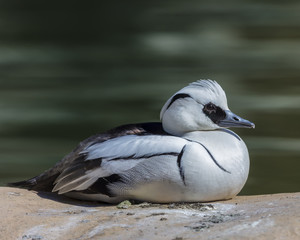 Water bird sat on rock in the sun next to river