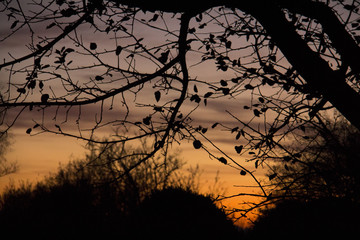 Purple and orange evening sky with the silhouettes of a few brancehs of a tree and bushes