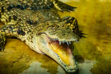 crocodile with open mouth with large teeth