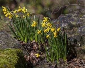 Narcissus flowers in rockery and country in background