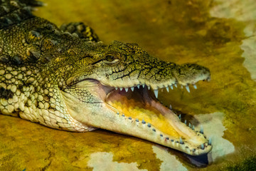 crocodile with open mouth with large teeth