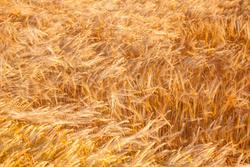 Golden barley field agricultural background