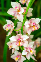 Obraz premium Beautiful pink Orchid flower with green floral background. Orchids are amazing flowers and also elegant.