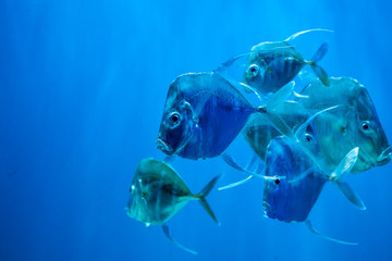 selene vomer fish
