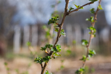 branch of gooseberry on natural background