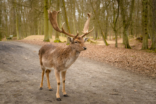 Fallow deer - Dama dama, alone in park, early spring © Hollygraphic