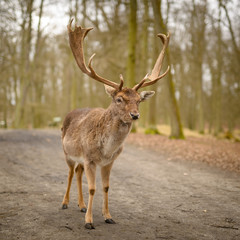Naklejka na ściany i meble Fallow deer - Dama dama, alone in park, early spring