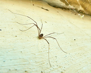 Small spider with a very long legs creates spider web in the corner