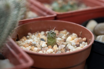 Small cactus seedling, gymnocalycium baldianum growing in pot on window sill