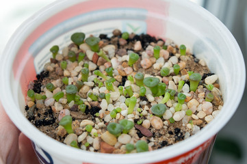 Small seedlings of lithops growing in plastic pot indoors, popular succulent plant from South Africa