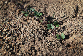 small shoots of plants in the garden