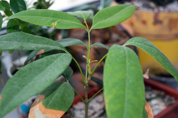 Lychee plant growing indoors, green foliage of tropical plant with dried tips of leaves