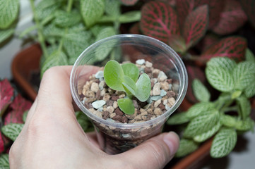 Beautiful succulent plant kalanchoe tetraphylla growing on window sill among houseplants