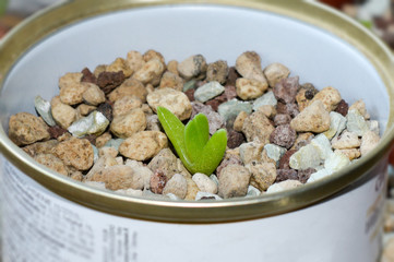 Close up of small plant of Faucaria tigrina growing from seed, exotic succulent houseplant and endemic to South Africa