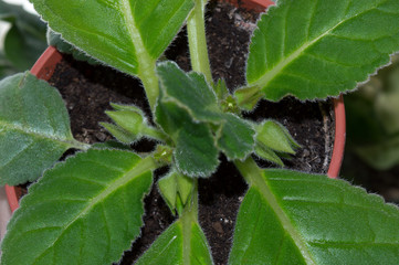 Top view of florist's gloxinia with flower buds growing in spring on window sill