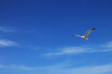 seagull in a sunny blue sky