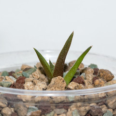Small seedling of agave titanota in plastic pot, growing succulents from seeds