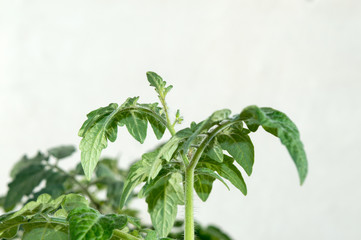 Background with tomato foliage in greenhouse