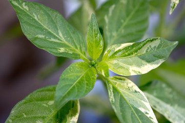 Close up of beautiful variegated foliage of Fish chili pepper plant with flower bud