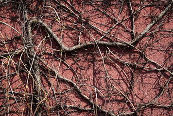 dry climbing plant on red wall