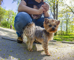 Yorkshire Terrier portrait in spring time park