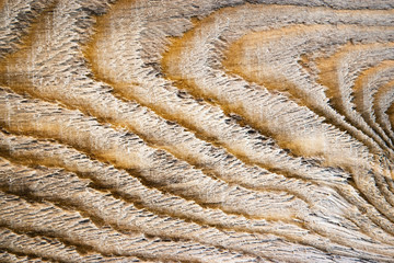 detail abstract annual rings on a tree