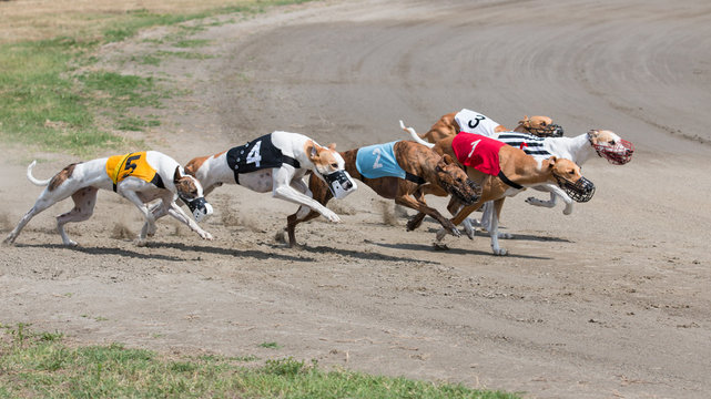 Racing Greyhounds 