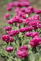 Fototapeta premium Tulpenfeld