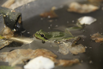 European tree frog or greenback swimming between leaves in water in a small pond