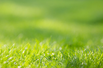 Green grass background with place for text, can be used for post cards or banners