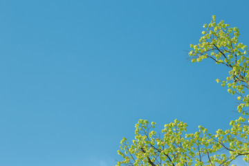 Blue clear sky background with a green tree branch